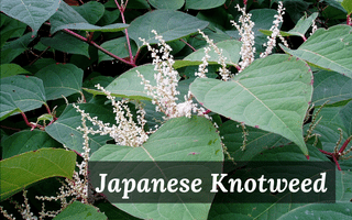japanese knotweed