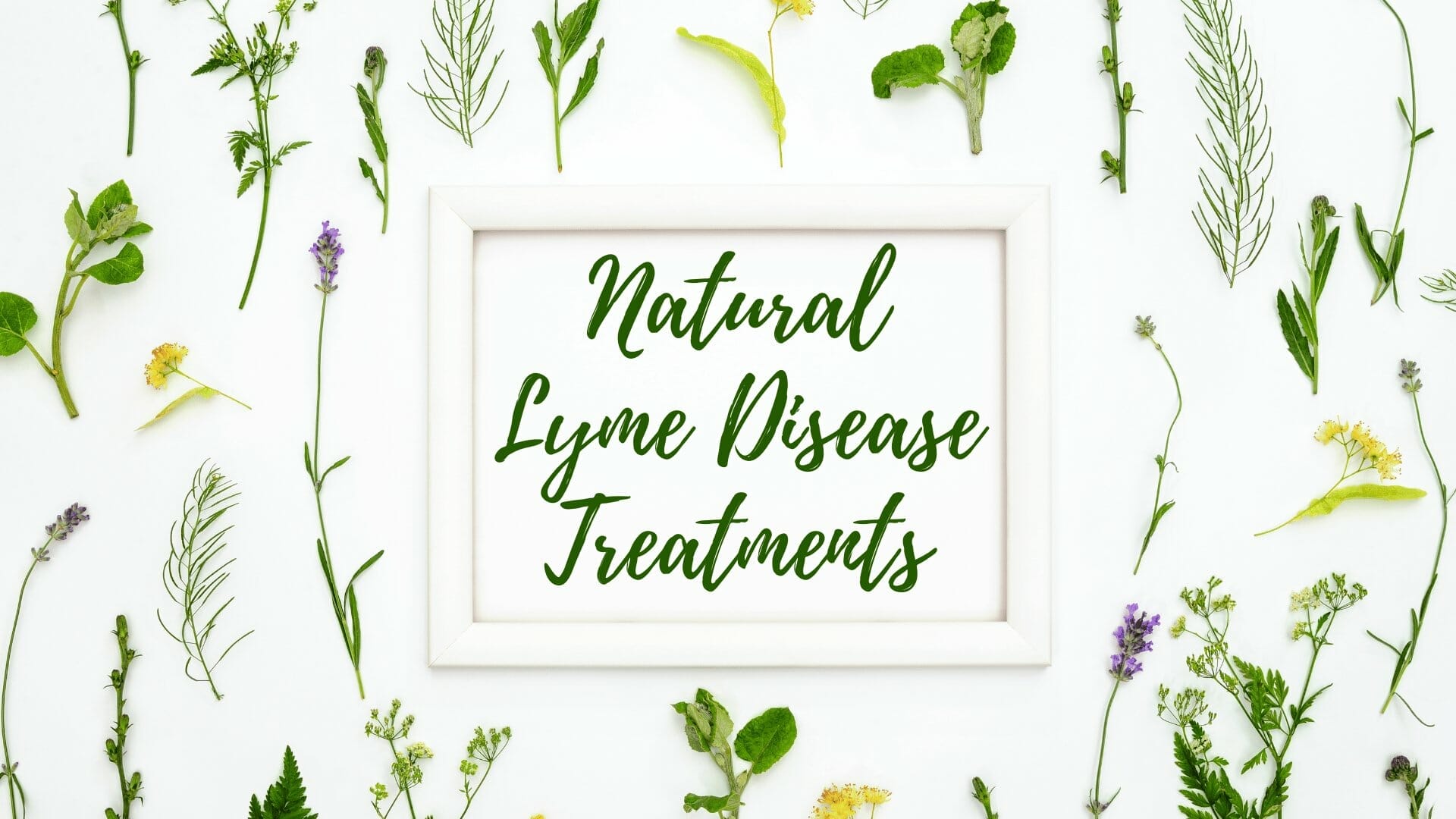 natural lyme disease treatment