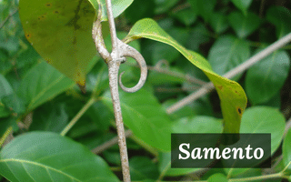 samento