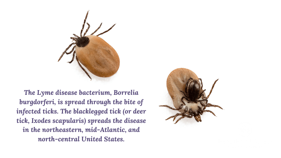 the lyme deer tick - natural lyme disease treatment