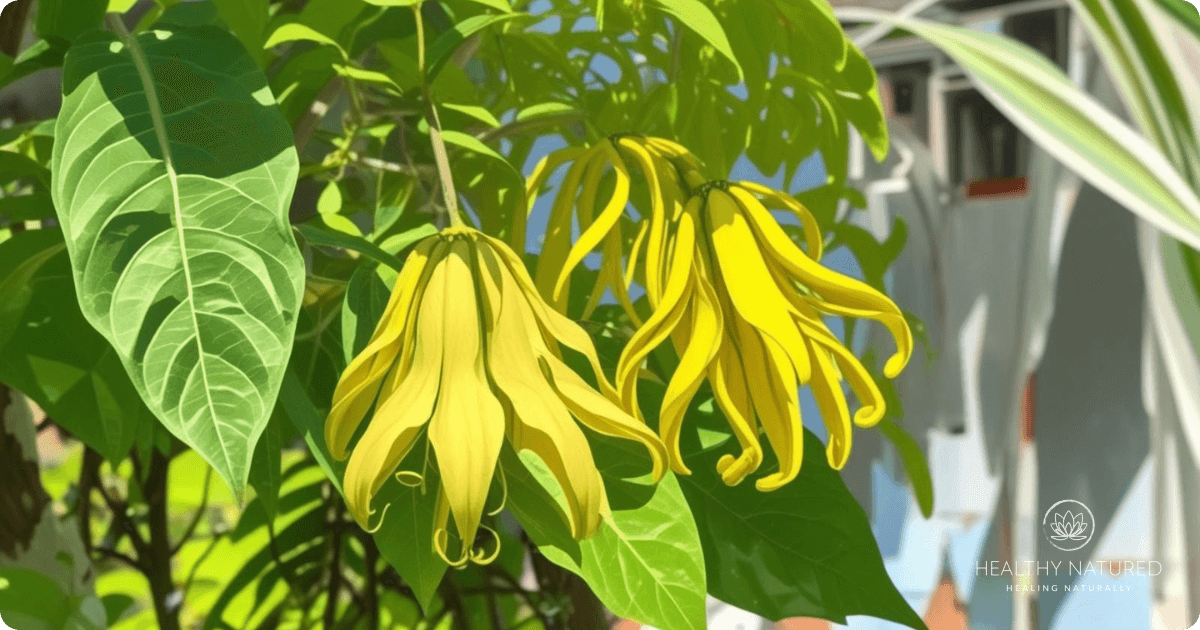 ylang ylang