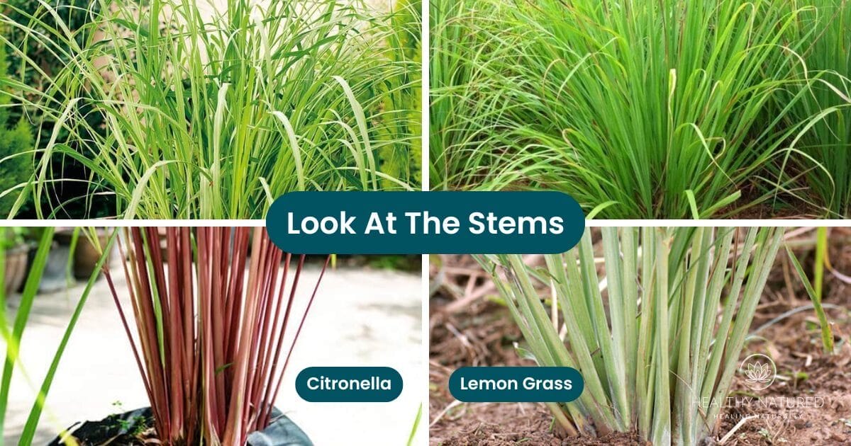 Citronella vs Lemongrass