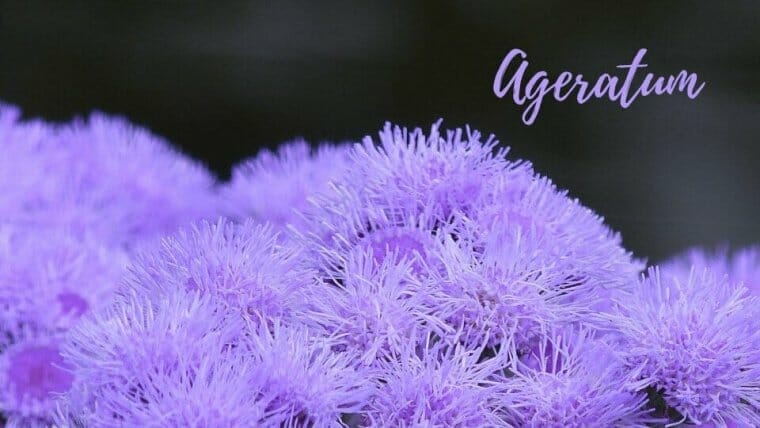ageratum ageratum