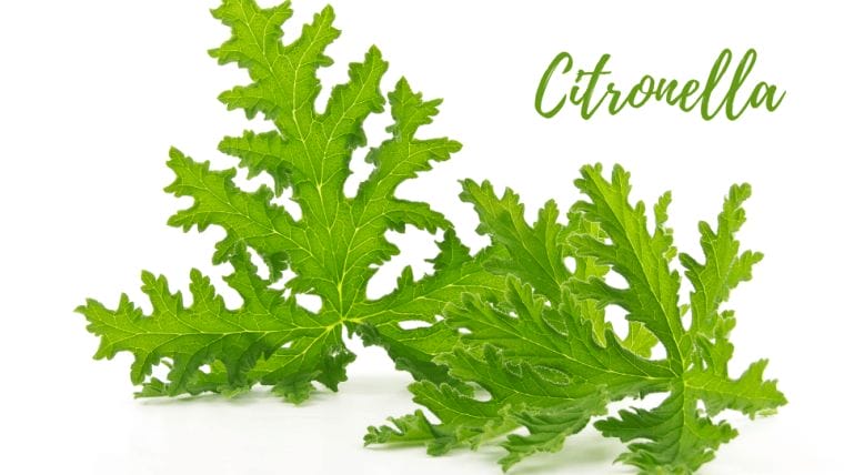 citronella citronella
