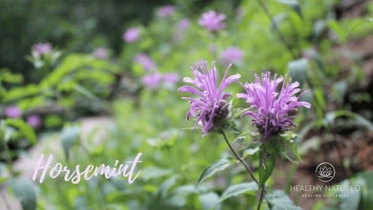 horsemint for essential oil mosquito repellent bug spray