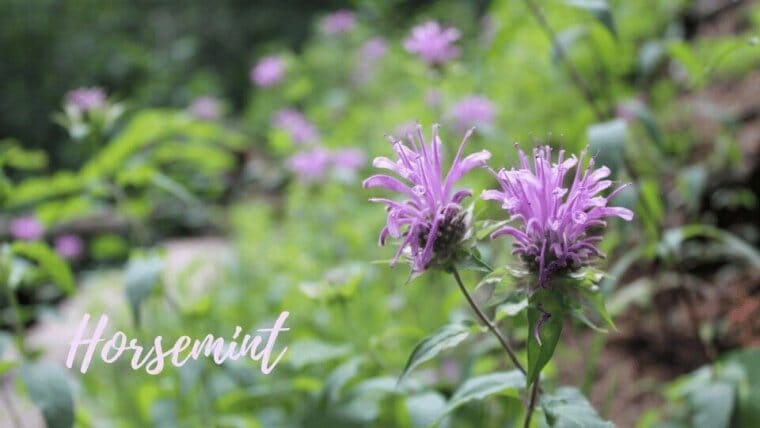 horsemint horsemint