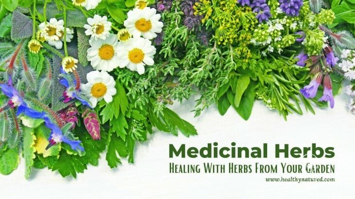 medicinal herbs healing with herbs in your garden