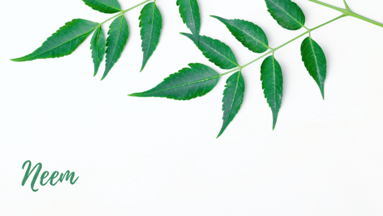 neem