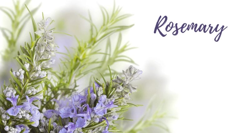 rosemary rosemary