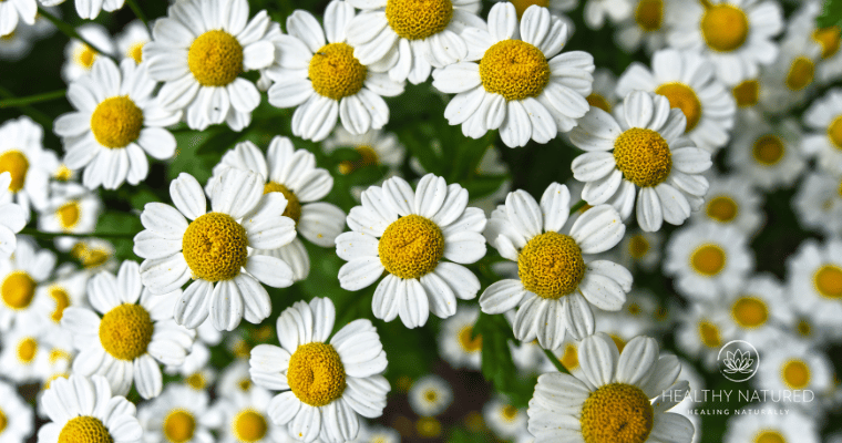 chamomile natural remedies for anxciety and depression chamomile natural remedies for anxciety and depression