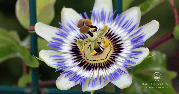 passionflower Passionflower - Natural Remedies for Anxciety and Depression.