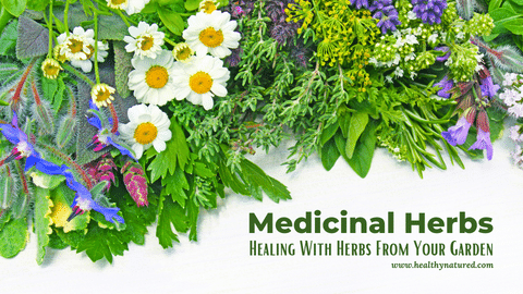 medicinal herbs medicinal herbs