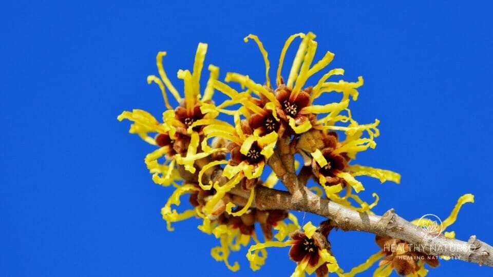 witch hazel