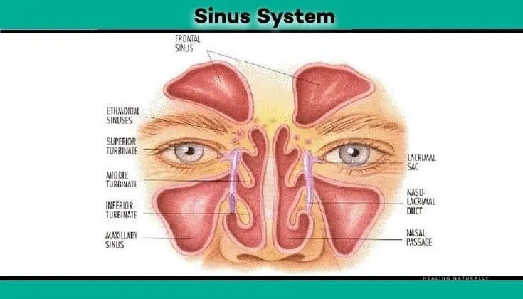 Sinus system