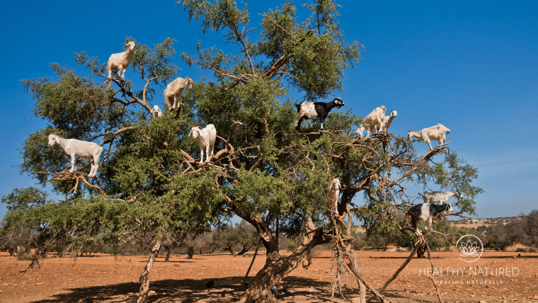 argan oil benefits for health argan oil benefits for health