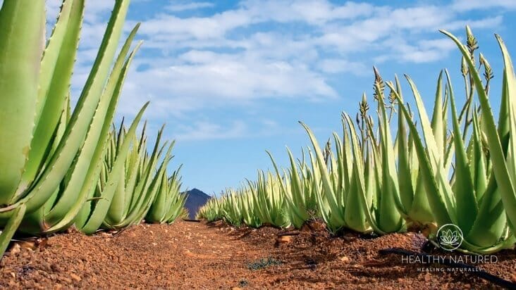 know your aloe vera