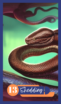 Shedding - The Snake