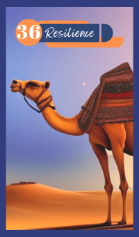 Resilience - The Camel
