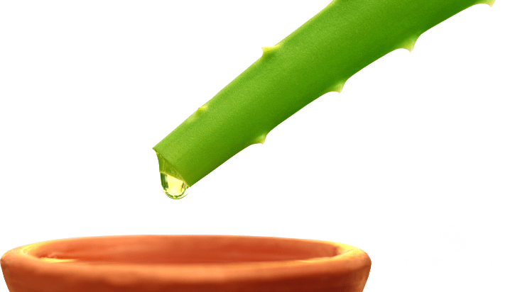 aloe vera one of the top remedies for vaginal dryness