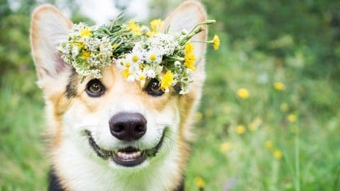 Herbs and Natural Remedies for Dogs