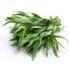 tarragon