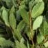 bay leaves
