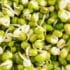 mung bean sprouts