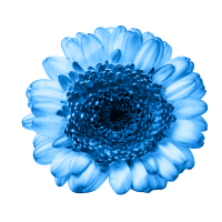 blue gerbera