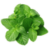 mint leaves