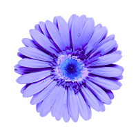 violet gerbera