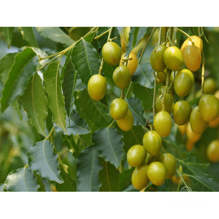 25 Rare Neem Tree Plant Seeds Azadirachta Indica Seed