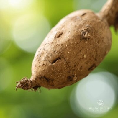 The Ashwagandha Root (Withania somnifera)