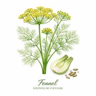 fennel herb