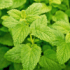 lemon balm