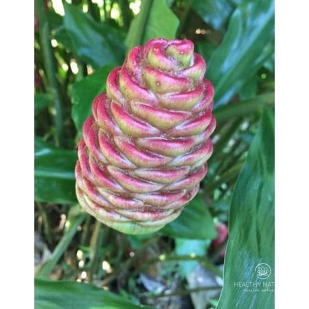 Pack 10 Hawaiian Awapuhi Shampoo Ginger Rhizomes Pinecone Ginger Red Ginger Lily Bulbs Zingiber Zerumbet Roots Grow Indoor or Outdoor