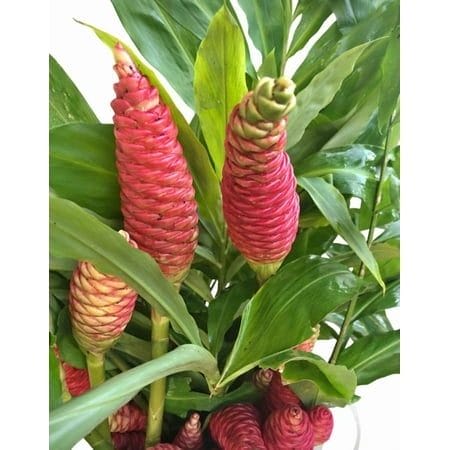 Pack 2 Hawaiian Awapuhi Shampoo Ginger Rhizomes Pinecone Ginger Red Ginger Lily Bulbs Zingiber Zerumbet Roots Grow Indoor or Outdoor