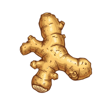 root ginger