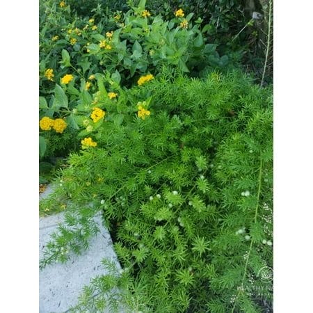 Serendipity Seeds 10 Shatavari Wild Indian Asparagus Plant Seeds