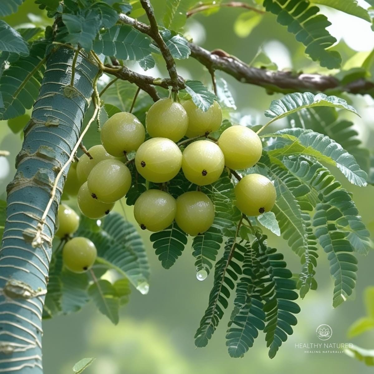 the amla tree and fruit